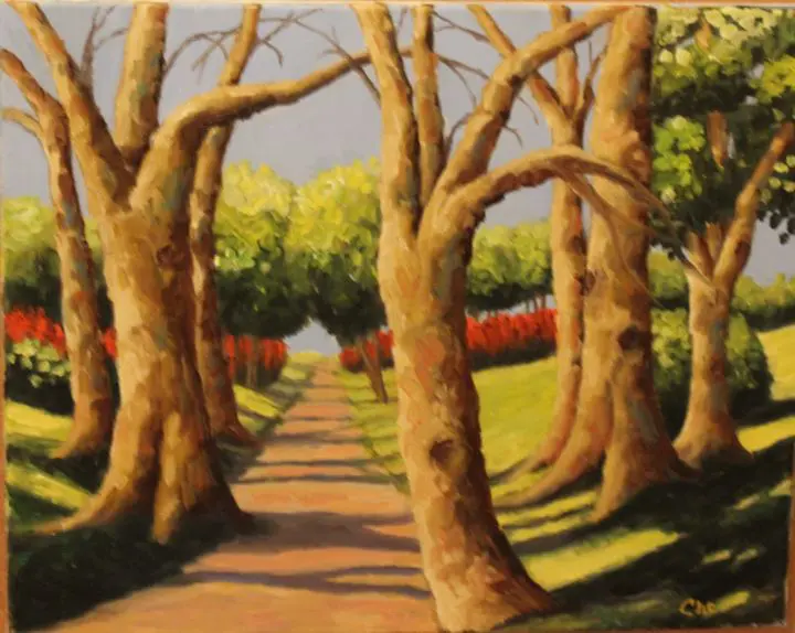 Sunlit pathway through tall trees