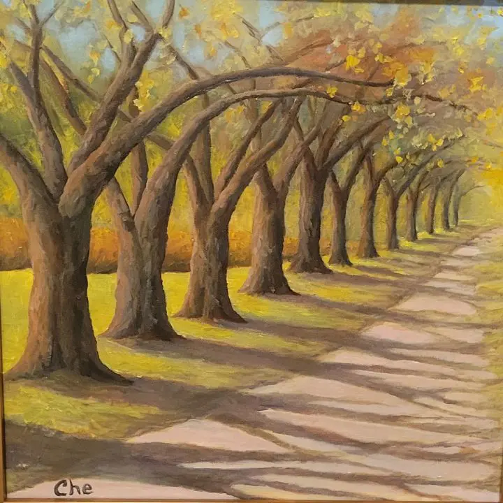 Arched trees casting shadows on path